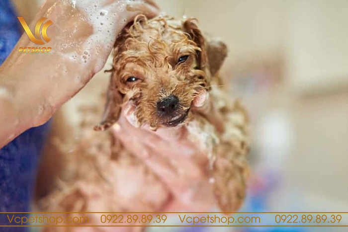 Các bước tắm cho chó Poodle