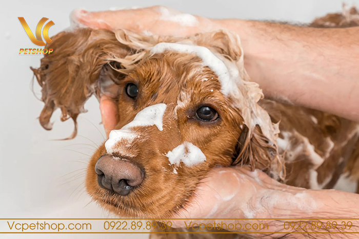 Chó Poodle tắm mấy lần 1 tuần