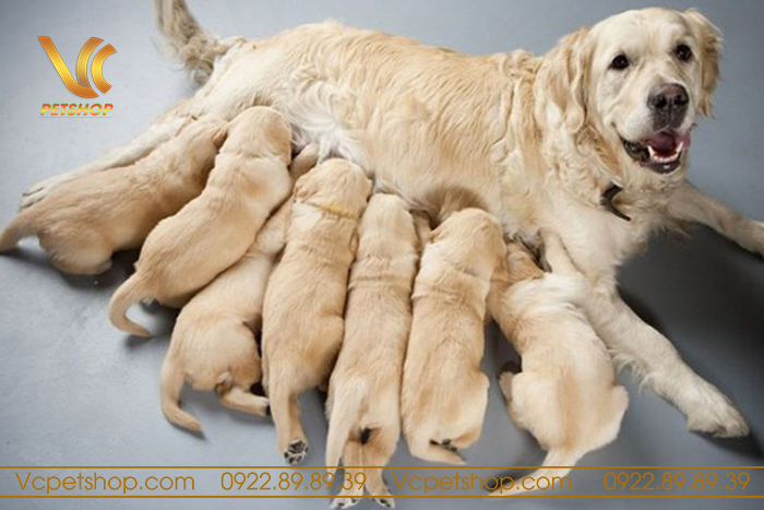 Chó sinh bao lâu thì có thể mang thai lại