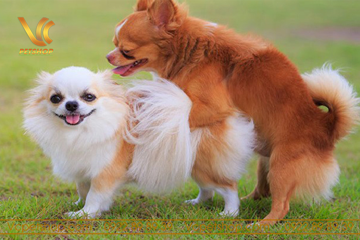 Chó sinh bao lâu thì có thể mang thai lại