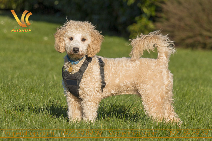 Ý nghĩa của từng loại tên và tại sao nên chọn