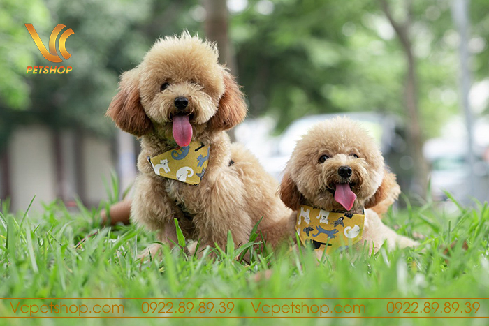 Cách chọn tên cho chó Poodle dựa trên đặc điểm và tính cách
