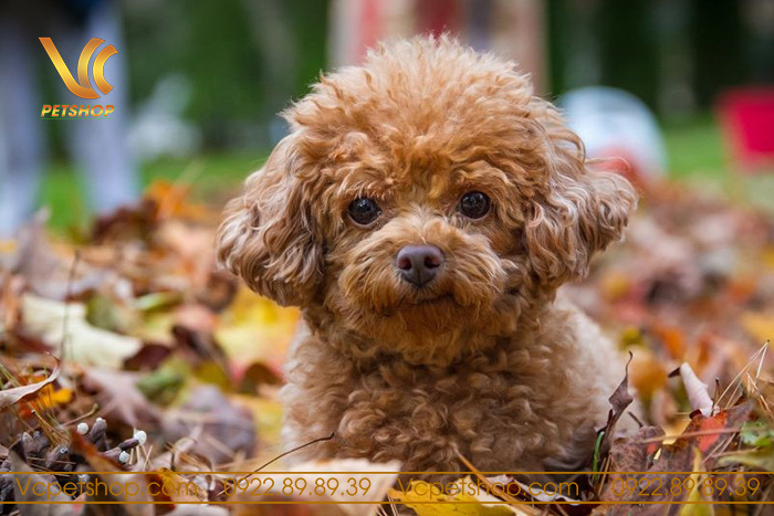 Cách tránh những sai lầm thường gặp khi đặt tên cho chó Poodle: