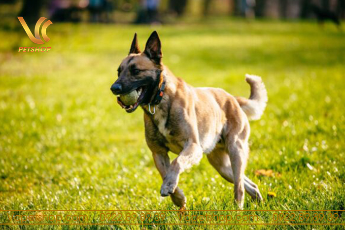 đồ huấn luyện chó Malinois