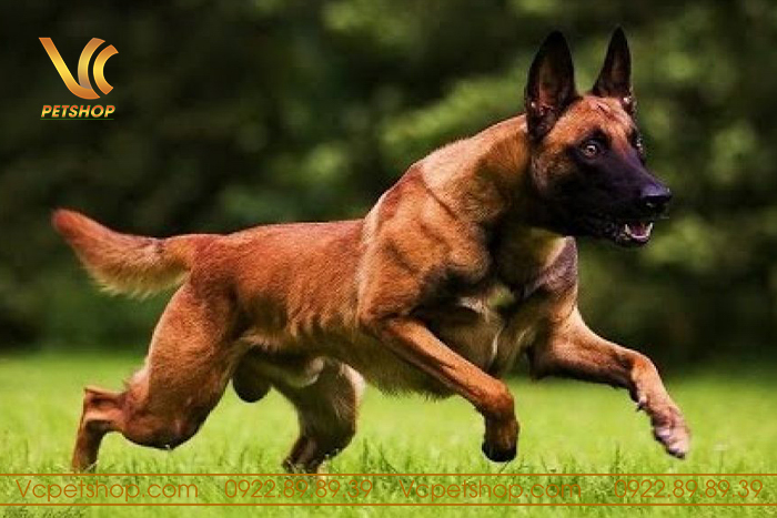 dụng cụ huấn luyện chó béc bỉ