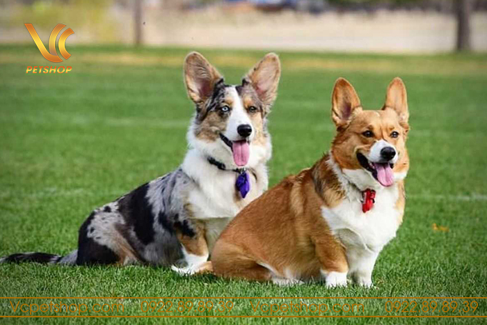 hướng dẫn huấn luyện chó corgi đi vệ sinh đúng chỗ