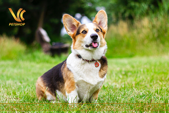 Bật Mí Cách Huấn Luyện Chó Corgi Đi Vệ Sinh Đúng Chỗ Nhanh Chóng