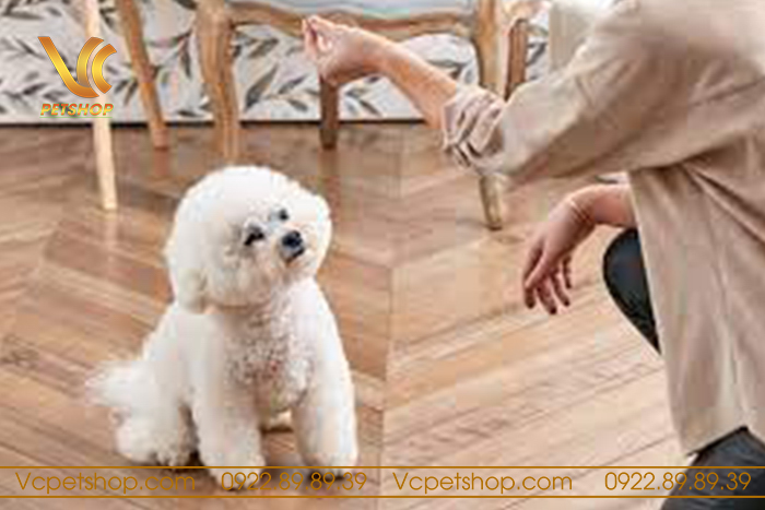 Huấn luyện chó Poodle ngồi