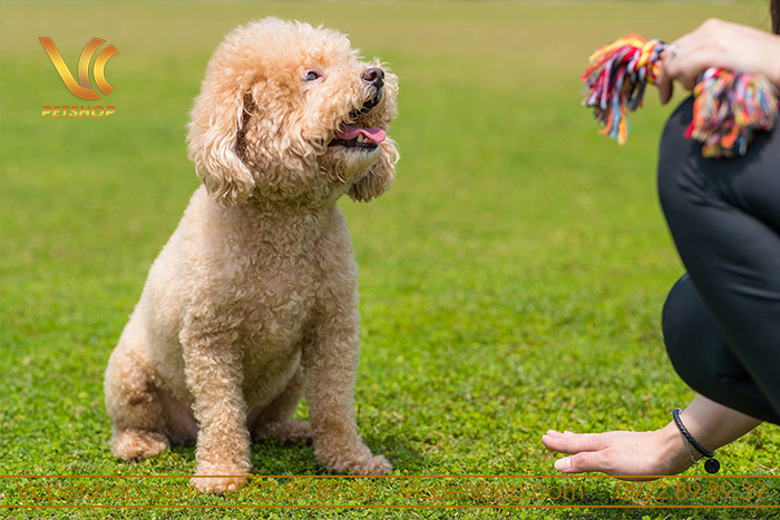Quản lý thời gian và kiên nhẫn trong quá trình huấn luyện chó Poodle