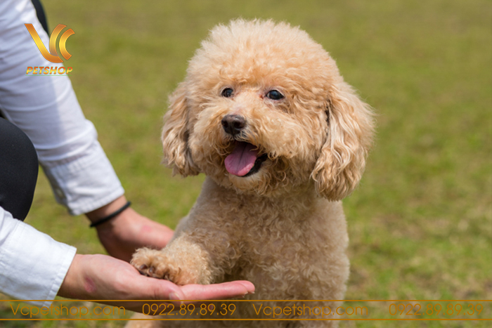 Huấn luyện chó Poodle giao tiếp