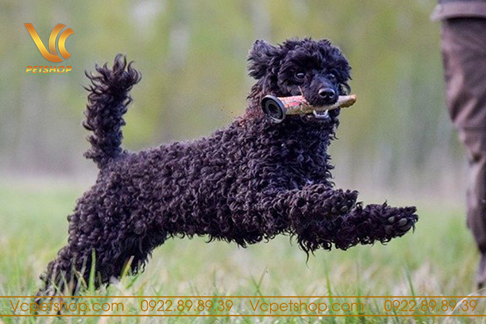 Huấn Luyện Chó Poodle – Hướng Dẫn Chi Tiết Từ Cơ Bản Đến Nâng Cao