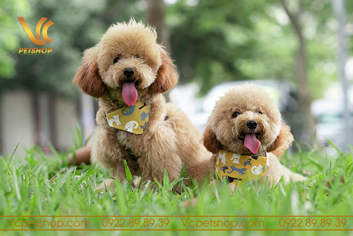 Kinh Nghiệm Nuôi Chó Poodle – Chuyên Gia Chia Sẻ Kinh Nghiệm A-Z