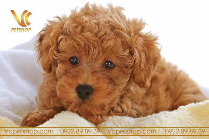 Cách chăm sóc cho chó Poodle