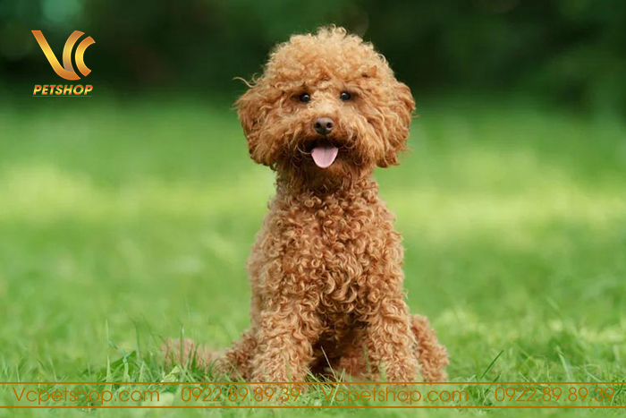 Nuôi chó Poodle cần chuẩn bị những gì?