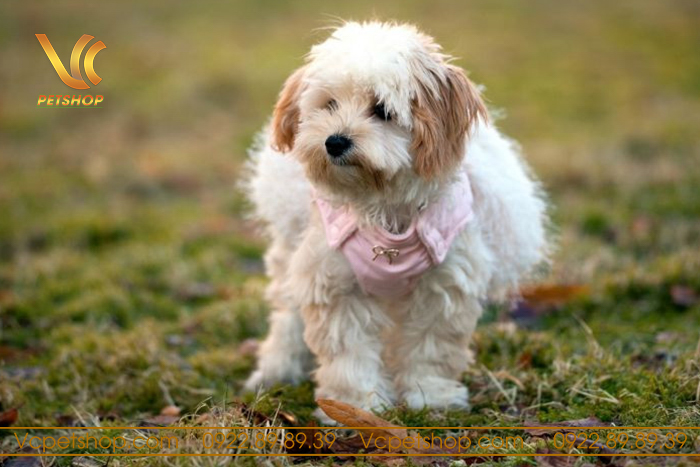 Đặc điểm tính cách của chó Poodle cái