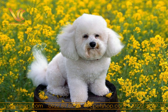 Đặc điểm tính cách của chó Poodle đực