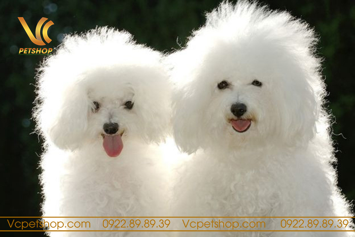 Nên Nuôi Chó Poodle Đực Hay Cái – Cách Xác Định Chính Xác Nhu Cầu