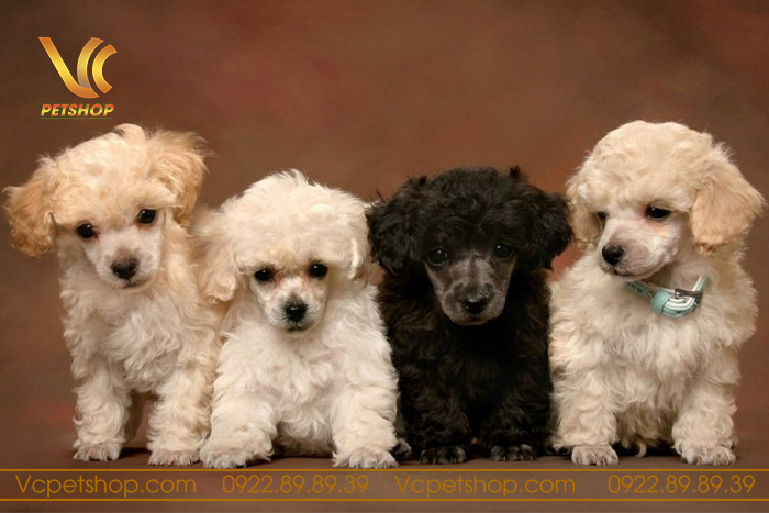 Nên nuôi chó Poodle đực hay cái