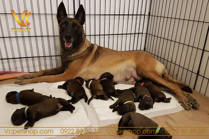 Nuôi Chó Malinois Sinh Sản – Quy Trình Nuôi Dưỡng, Chăm Sóc Cần Thiết