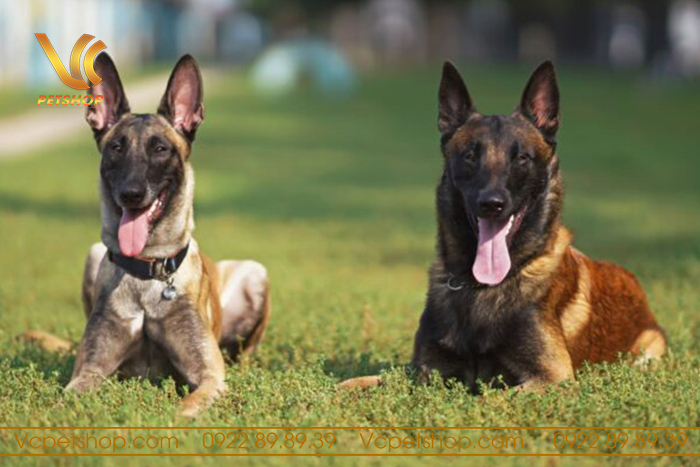 Quy trình sinh sản cho chó Malinois