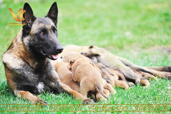 Chăm sóc và nuôi dưỡng chó con Malinois