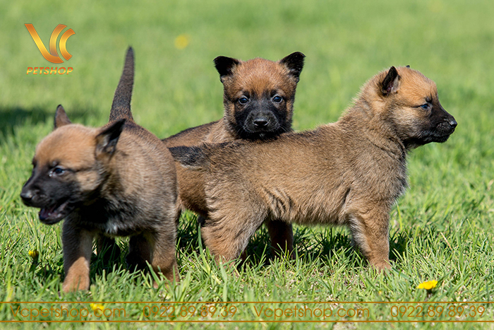 Giáo dục và huấn luyện cho chó Malinois con