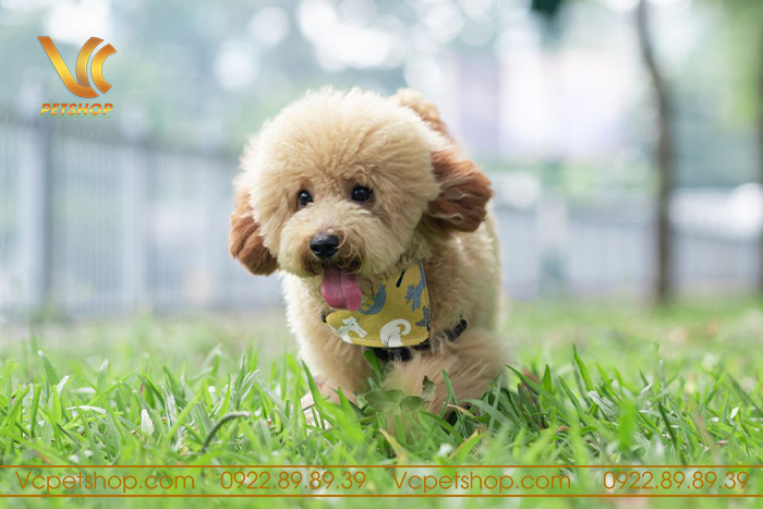 nuôi chó poodle có tốn kém không