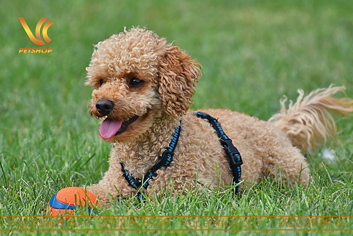 Cách tiết kiệm chi phí khi nuôi chó Poodle