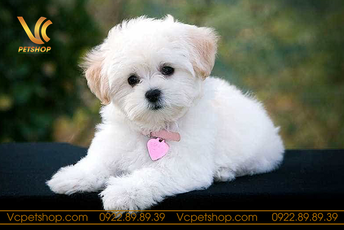 [GIẢI ĐÁP] Nuôi Chó Poodle Có Tốn Kém Không – Tư Vấn Từ Chuyên Gia