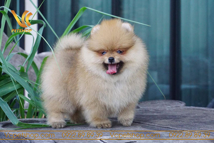 phốc sóc có rụng lông ko