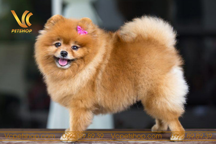 chó phốc sóc có rụng lông không