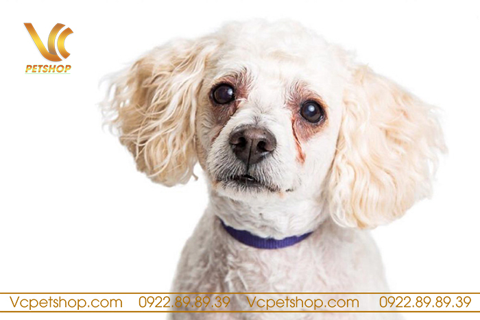 Trị Chảy Nước Mắt Ở Chó Poodle – Tìm Hiểu Nguyên Nhân, Cách Điều Trị Hiệu Quả
