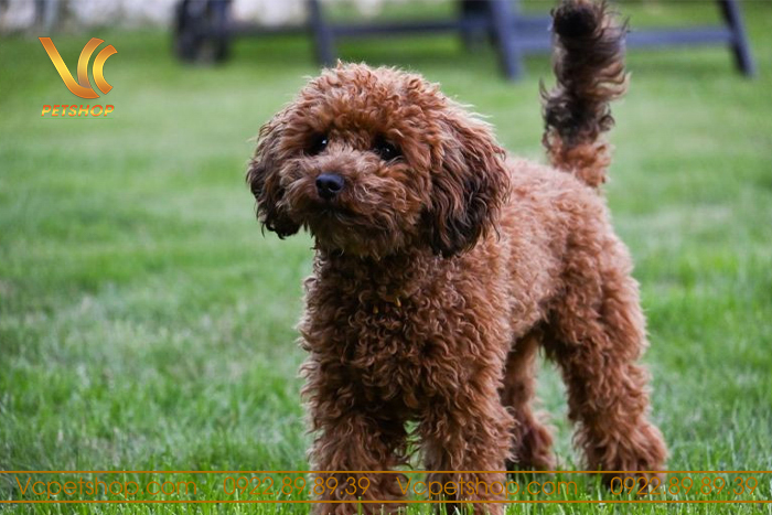 Cách trị chảy nước mắt ở chó Poodle