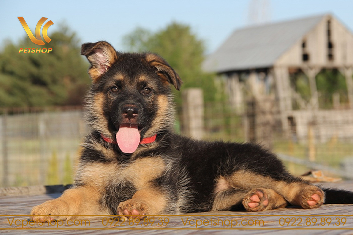 Tuổi thọ trung bình của chó Becgie