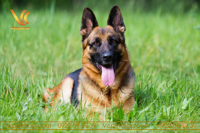 Cách chăm sóc để kéo dài tuổi thọ cho chó Becgie