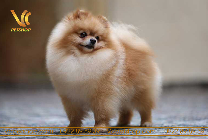 tuổi thọ của chó phốc sóc