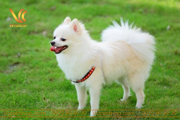 chó phốc sóc sống được bao lâu