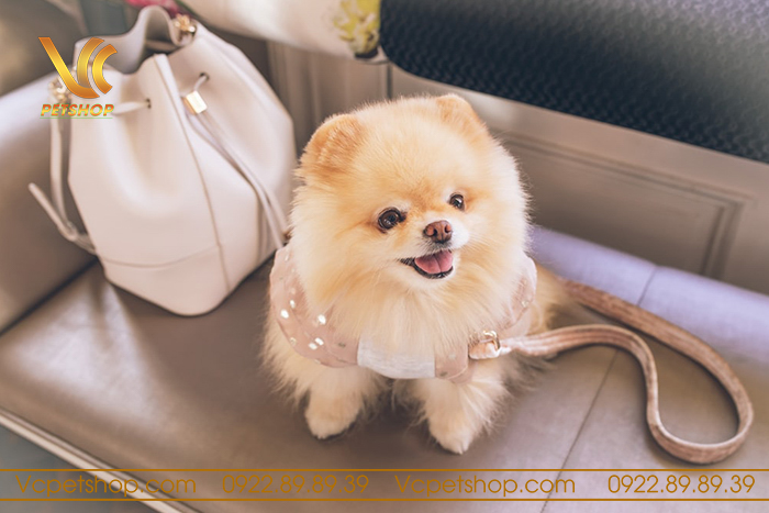 tuổi thọ của chó phốc sóc