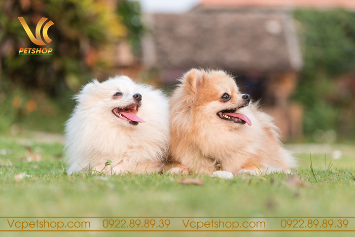 Tuổi thọ của chó phốc sóc – Bật mí cách chăm sóc để chó sống lâu