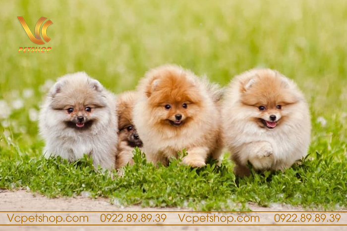 tuổi thọ trung bình của chó phốc sóc