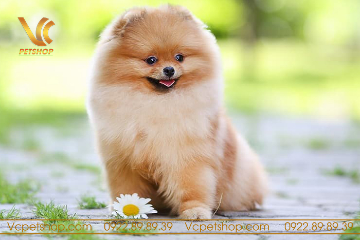 tuổi thọ của chó phốc sóc