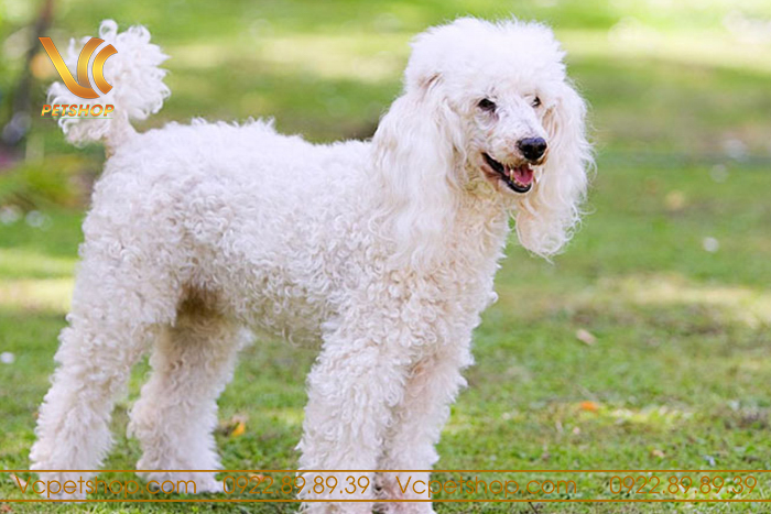 Yếu tố ảnh hưởng đến tuổi thọ Poodle