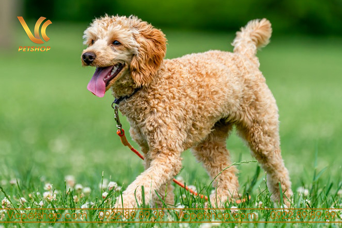 Tuổi Thọ Của Chó Poodle – Bí Quyết Chăm Sóc Kéo Dài Tuổi Thọ Poodle