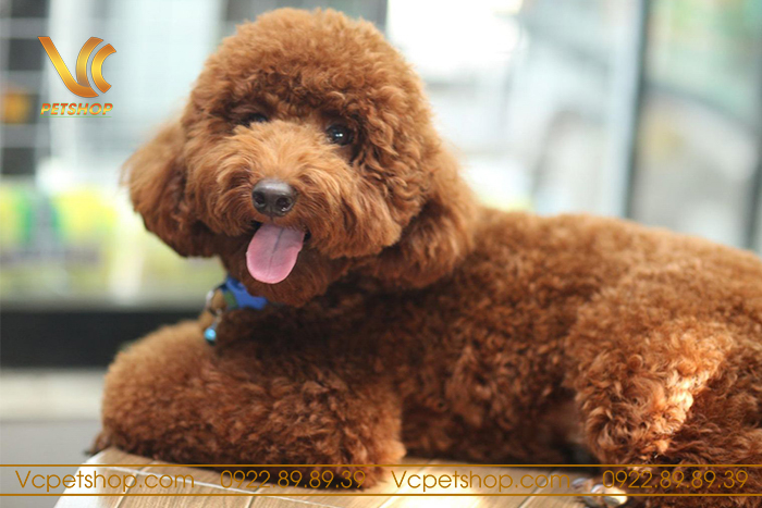 Chế độ dinh dưỡng giúp tăng tuổi thọ Poodle