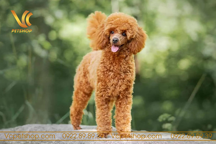 Ý nghĩa của việc vắt tuyến hôi cho chó Poodle