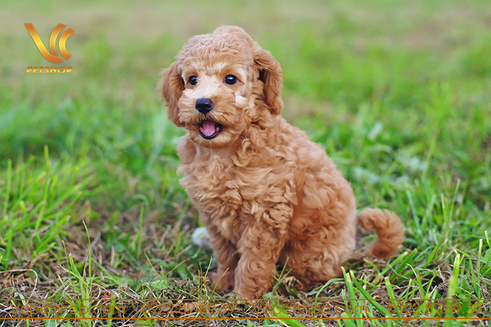 Cách vắt tuyến hôi cho chó Poodle