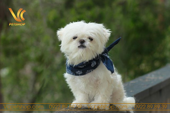 Triệu chứng và hiện tượng cần vắt tuyến hôi