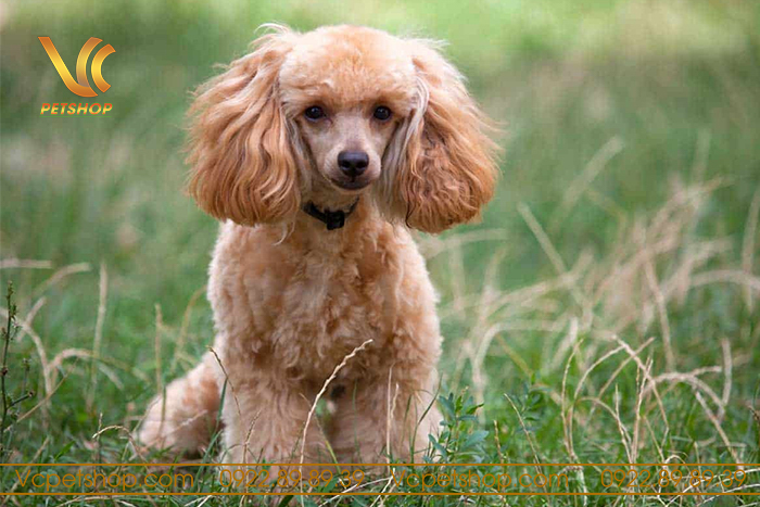 Vắt Tuyến Hôi Cho Chó Poodle – Bí Quyết Duy Trì Sự Thoải Mái Và Sức Khỏe Cho Poodle