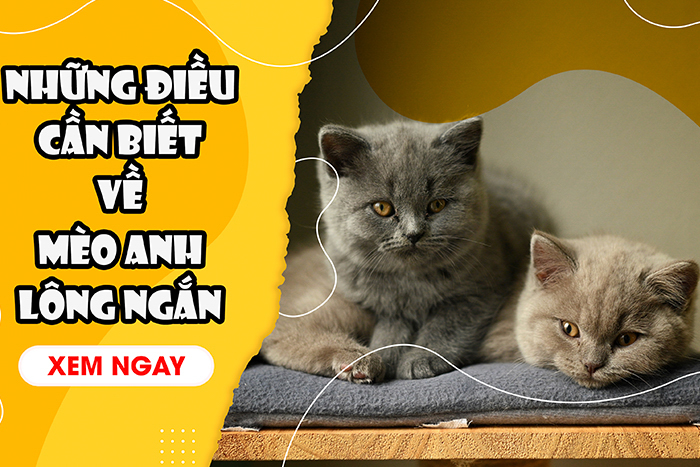 Mèo Anh Lông Ngắn: Đặc Điểm Ngoại Hình, Tính Cách, Màu Lông, Cách Chăm Sóc