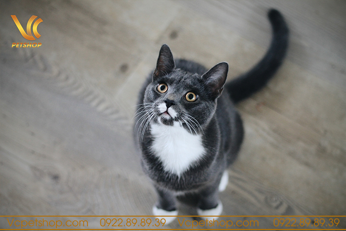 Trước khi đón mèo Anh lông ngắn cần chuẩn bị những gì?